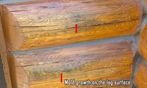 mold-growth